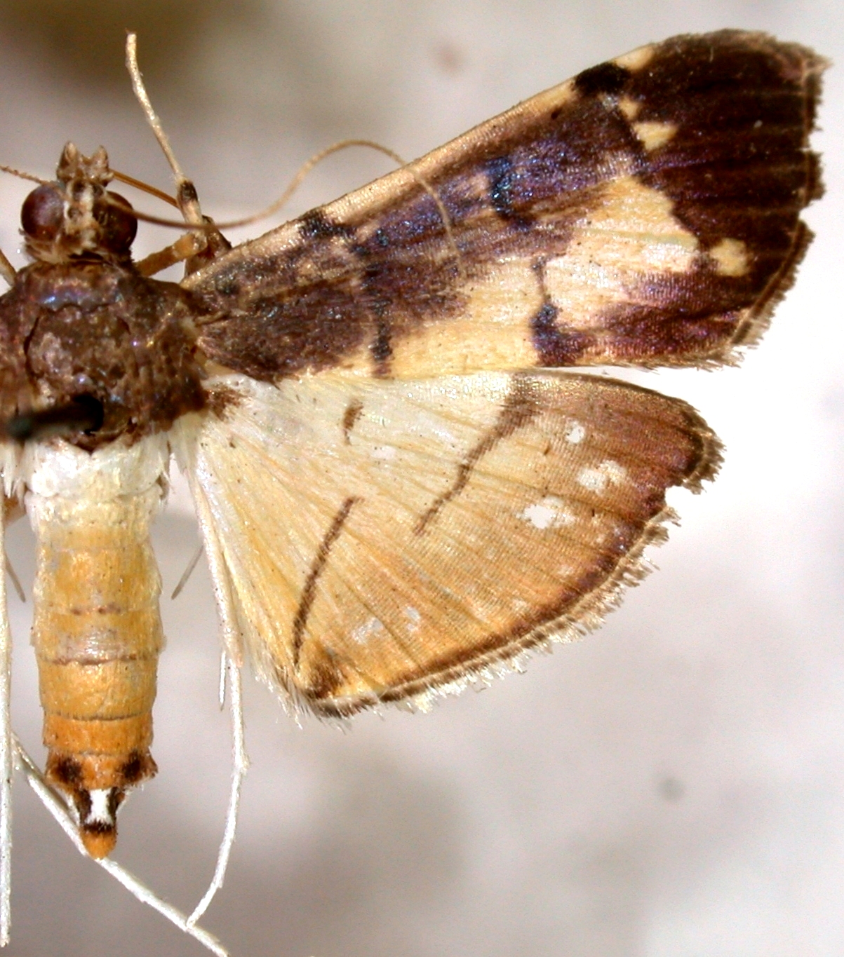 Bacotoma violata Hering